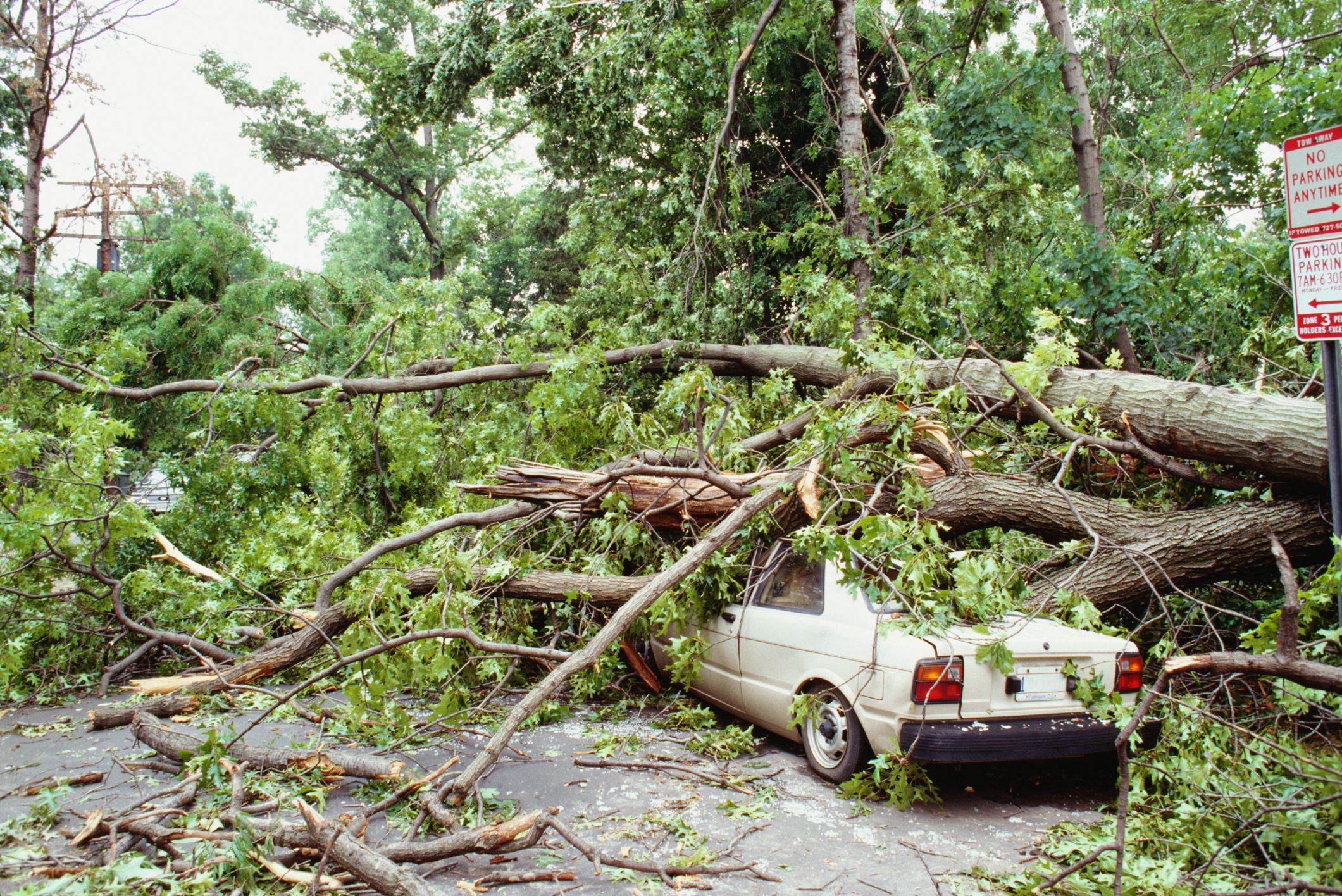 if-a-tree-falls-on-my-car-is-the-city-liable-for-the-damages
